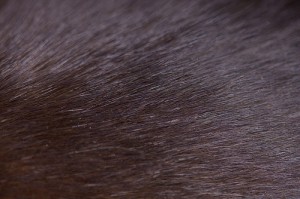 Cat fur